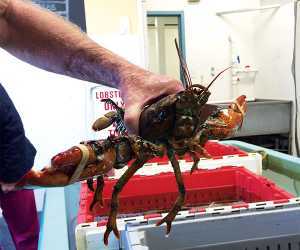 One of PEI's lively lobsters