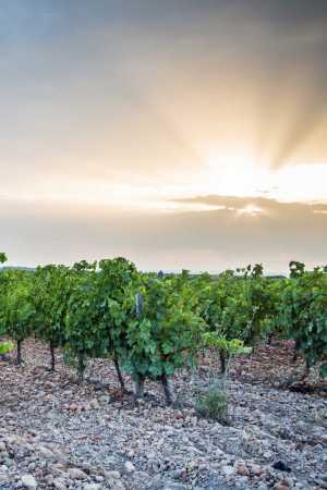 Côtes du Rhône: the grapes growing
