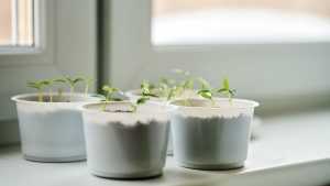 Gardening for beginners | Growing vegetables and herbs on a window sill indoors