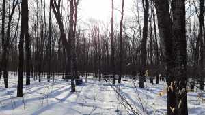 The history of maple syrup in Canada | Maple trees