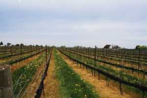 Foreign Affair wines | The vineyards at Foreign Affair Winery