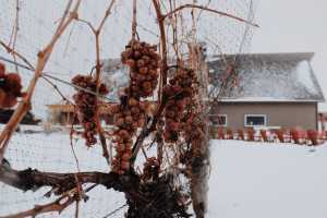Inniskillin grapes frozen on the vine in Niagara