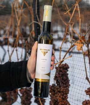 A bottle of Inniskillin Vidal Icewine is held in front of the vines