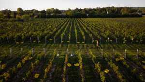 Domaine Queylus | The vineyards at Domaine Queylus in the Niagara Peninsula