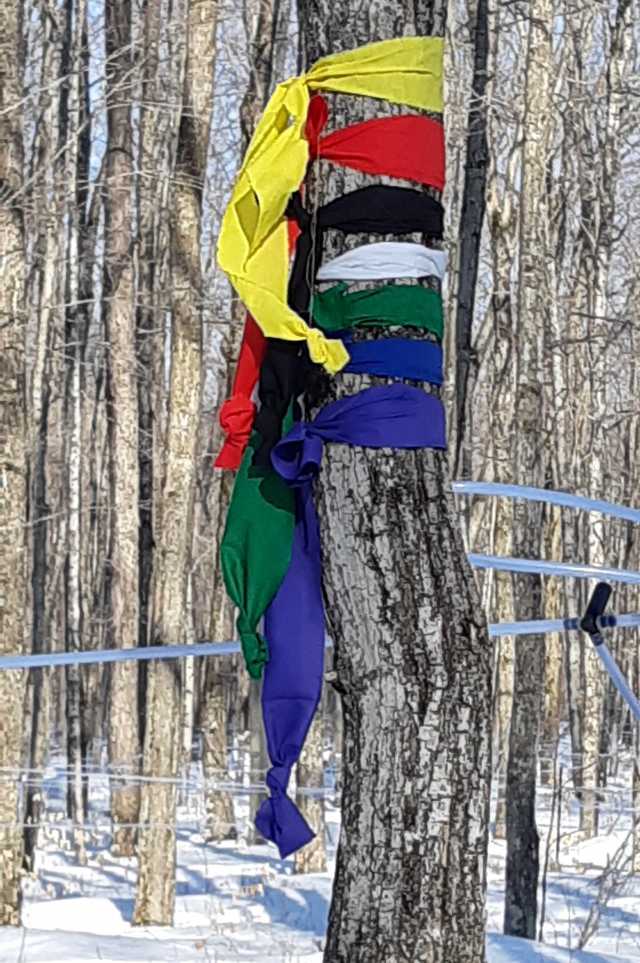 The history of maple syrup in Canada | Deborah Aaron and Isaac Day wrap trees in fabric to give thanks for the syrup