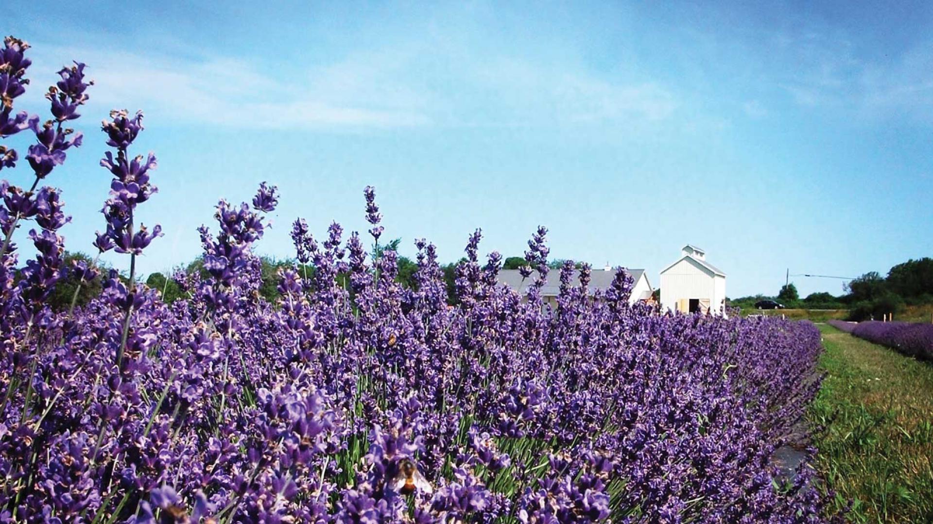 Canadian mead: Lavender fields Canadian mead: Lavender fields