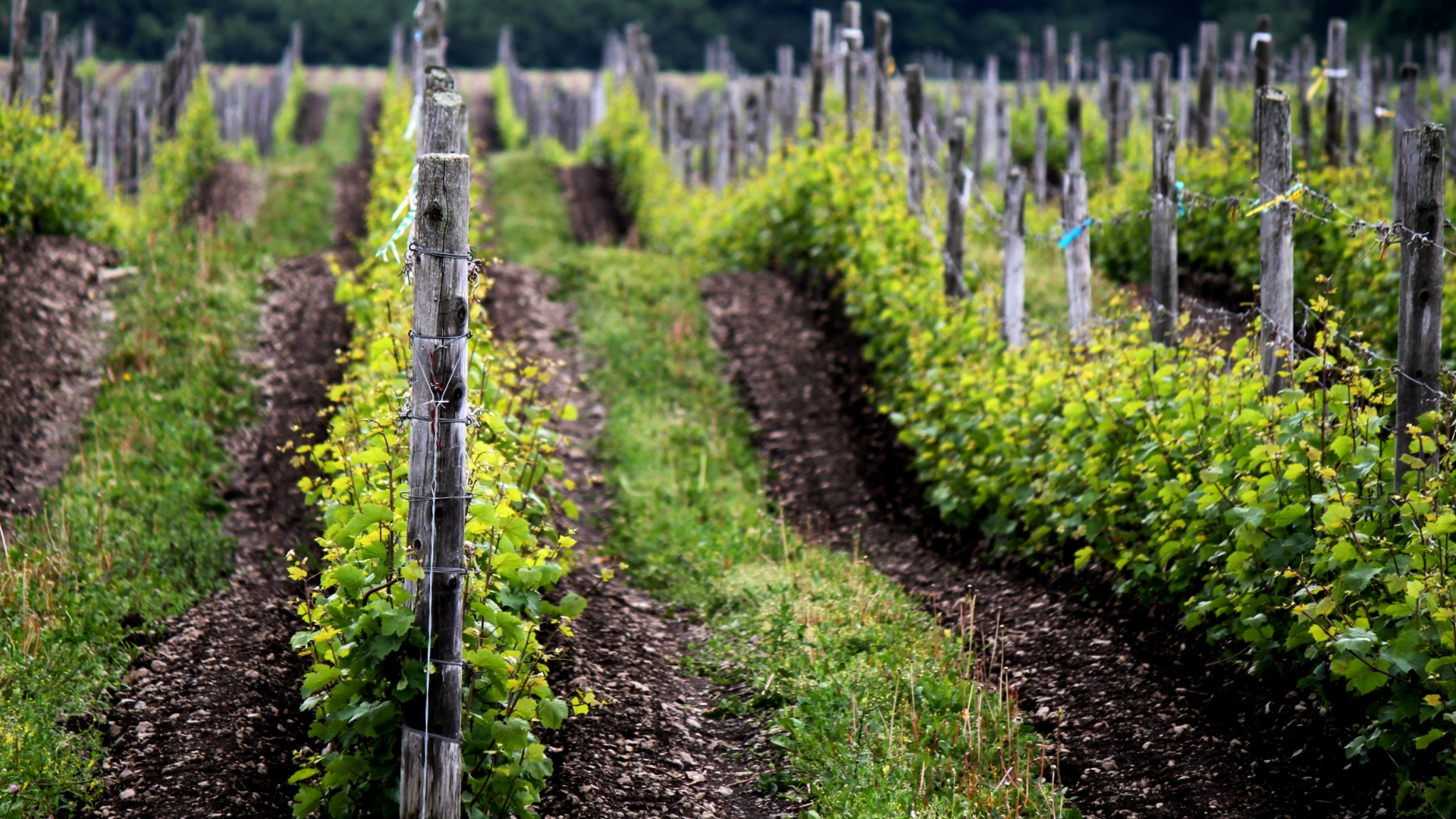 A Self-Guided Tour of Prince Edward County A Self-Guided Tour of Prince Edward County