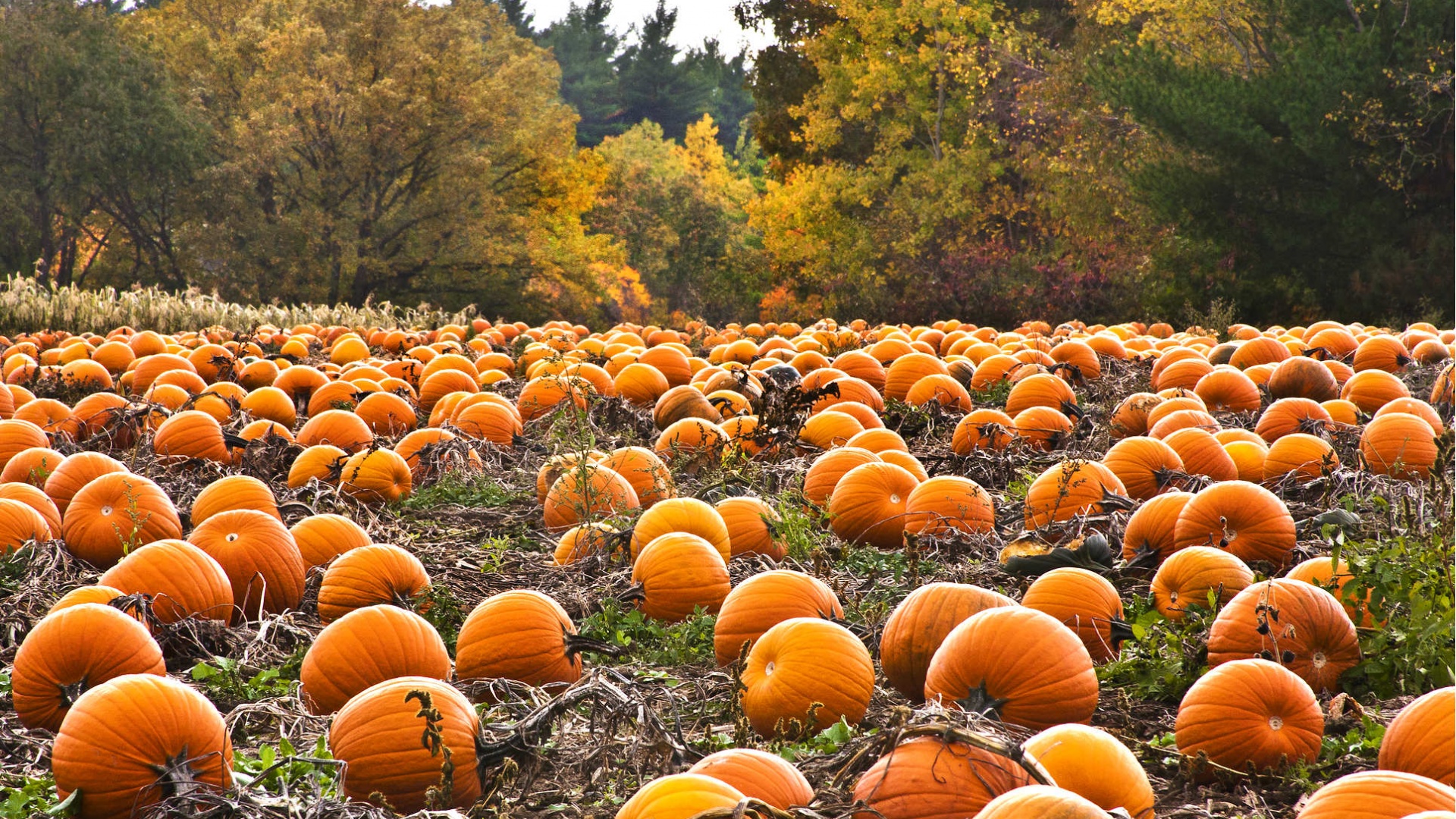 Make This: The Pie Commission's Spiked Pumpkin Pie Make This: The Pie Commission's Spiked Pumpkin Pie