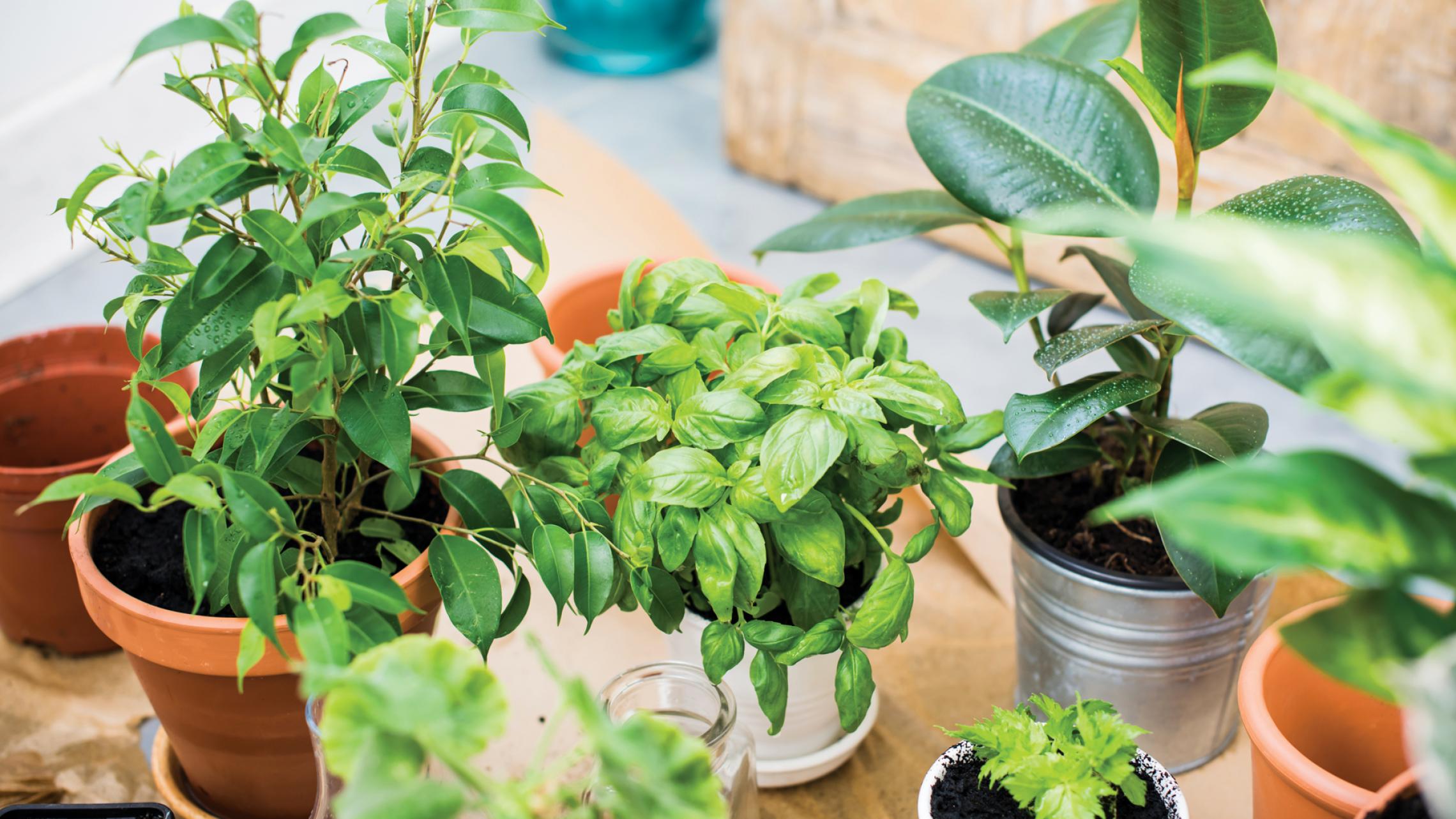 Grow your own ingredients The best plants to grow at home Foodism TO