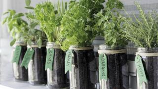 Gardening for beginners | Growing vegetables and herbs indoors