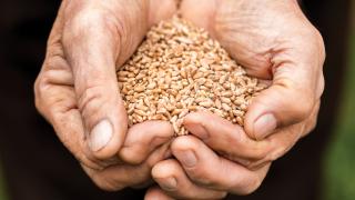 Blue Zone diet | a handful of grains