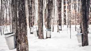 The history of maple syrup in Canada | Maple trees being tapped for sap