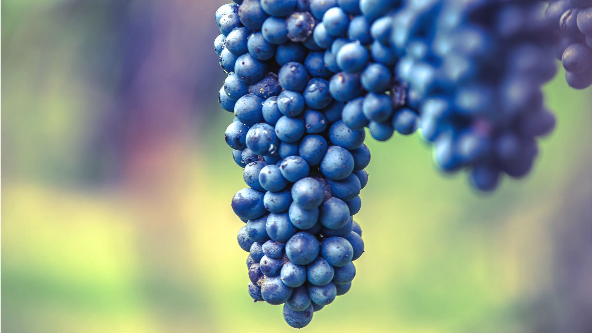 Lambrusco Lambrusco