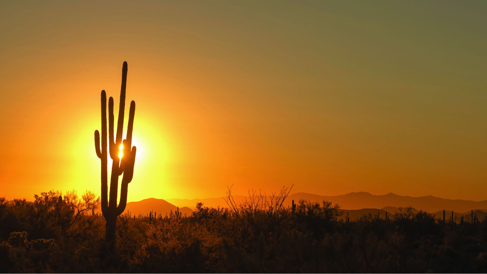 The Fertile Desert: A fruitful foray into Arizona's Sonoran Desert ...