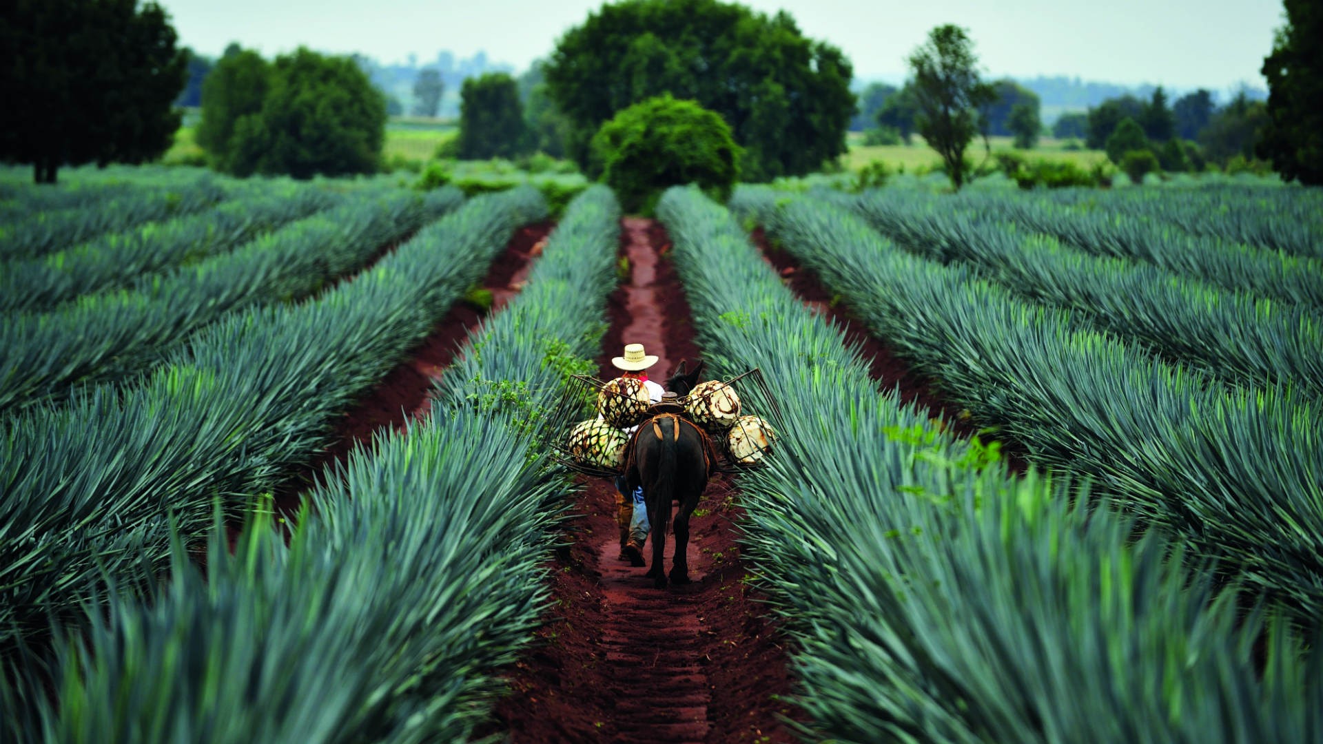 Agave to Anejo The tequila renaissance Foodism TO