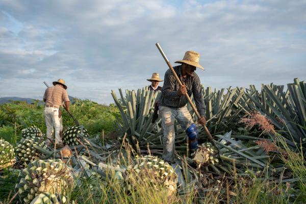 Tequila vs mezcal | Farmers harvesting the pina of the agave plant in order to make tequila and mezcal