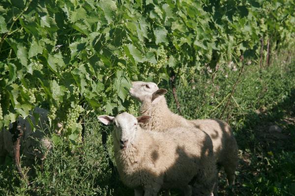 Best wineries in Beamsville | Two sheep graze at Tawse Winery