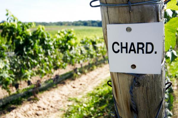 Best wineries in Beamsville | A 'chard' sign in one of the vineyards at Tawse Winery