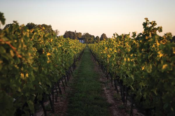 Ontario Wine Awards | Domaine Queylus vineyard