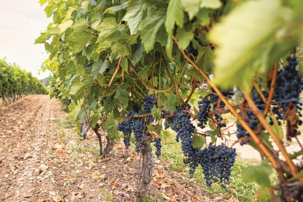 Prince Edward County | Grape vines in Prince Edward County