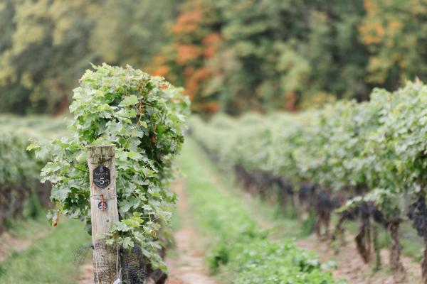 Foodism ICON Awards | Wine ICON: Kelly Mason | Rows of vines in the vineyard