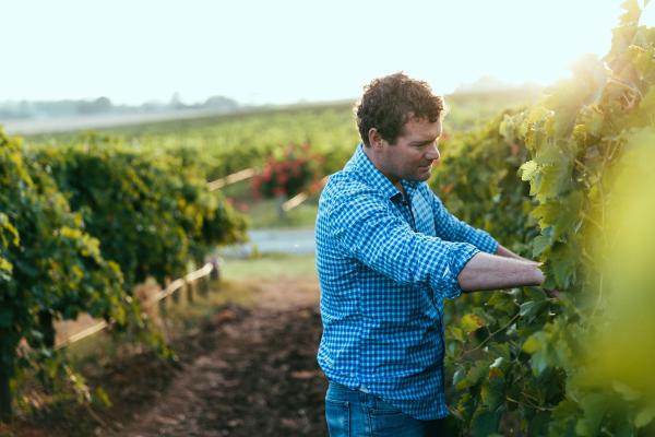 Richard Angove in the vineyard Richard Angove in the vineyard