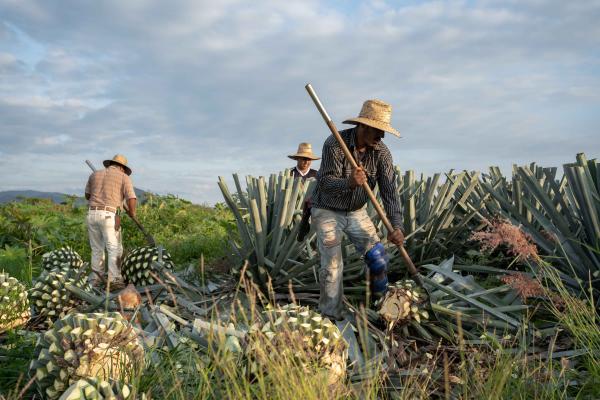 Tequila vs mezcal | Farmers harvesting the pina of the agave plant in order to make tequila and mezcal Tequila vs mezcal | Farmers harvesting the pina of the agave plant in order to make tequila and mezcal