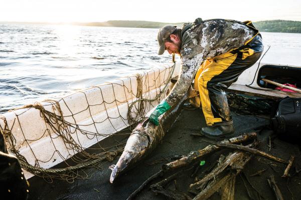 Acadian Sturgeon and Caviar Inc. fishes for sturgeon Acadian Sturgeon and Caviar Inc. fishes for sturgeon