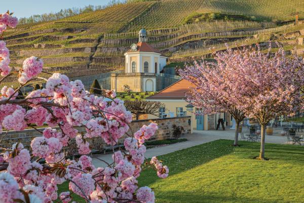 Saxony, Germany | The vineyards at Schloss Wackerbarth
