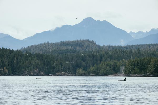 Seaweed benefits | A whale breaches the surface at Nimmo Bay Wilderness Resort