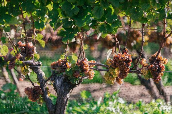 Best wineries in Beamsville | Grapes on the vine at Thirty Bench Winemakers