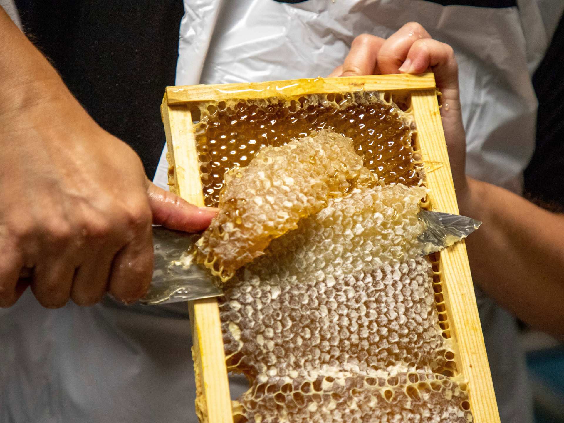Honey and honeycomb | Harvesting honey