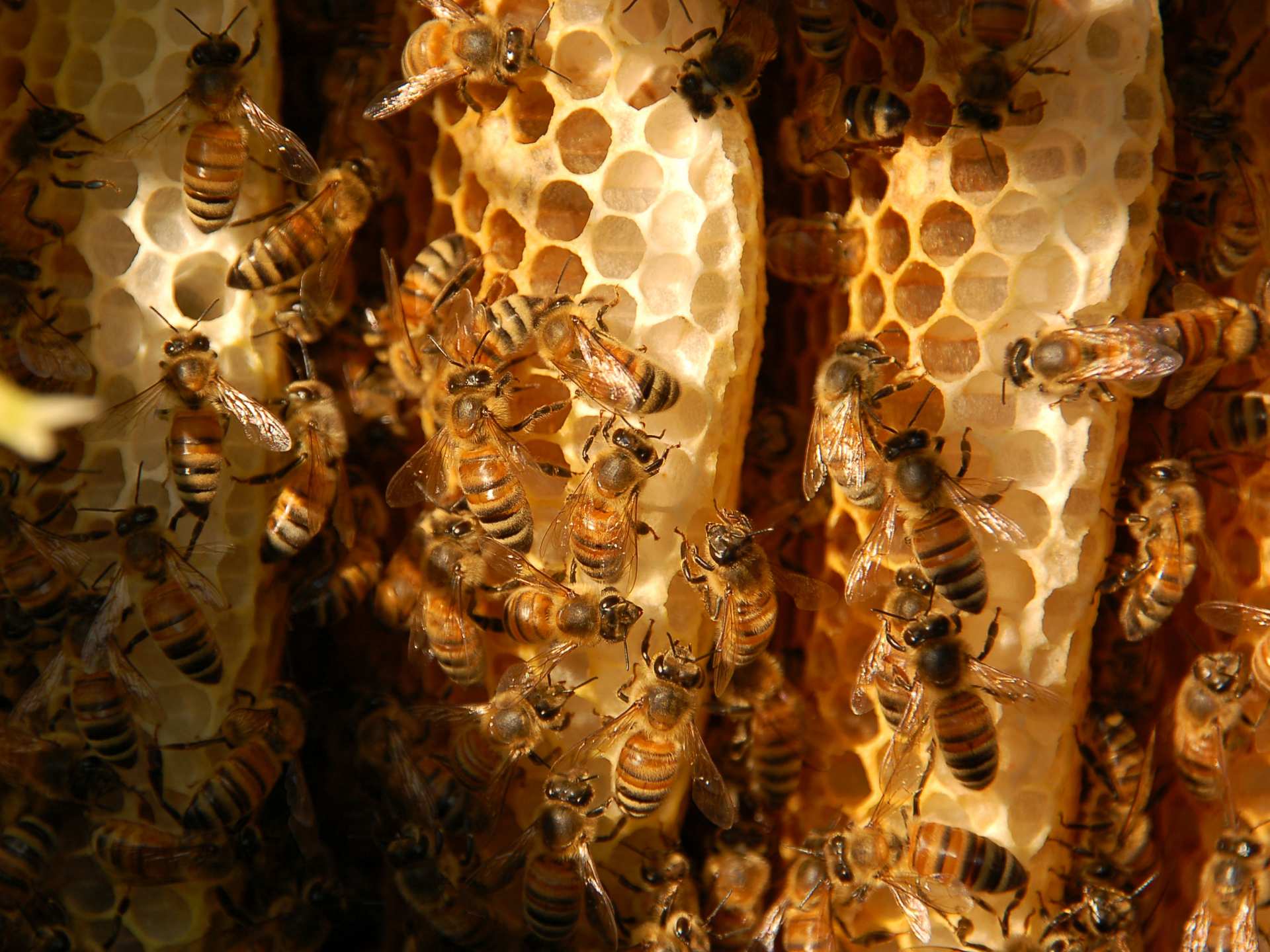 Honey and honeycomb | A colony of bees in the vines
