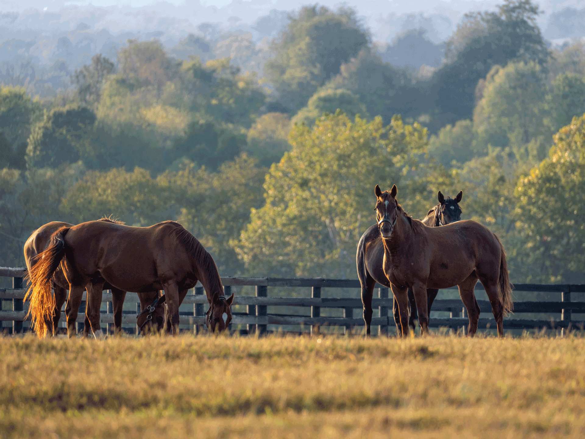 Visit Kentucky | Horse Country