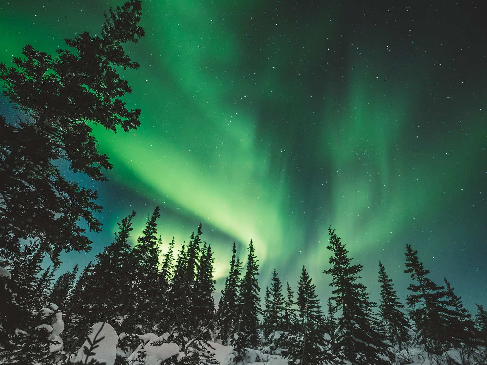 Visit Churchill Manitoba | The Northern Lights over trees