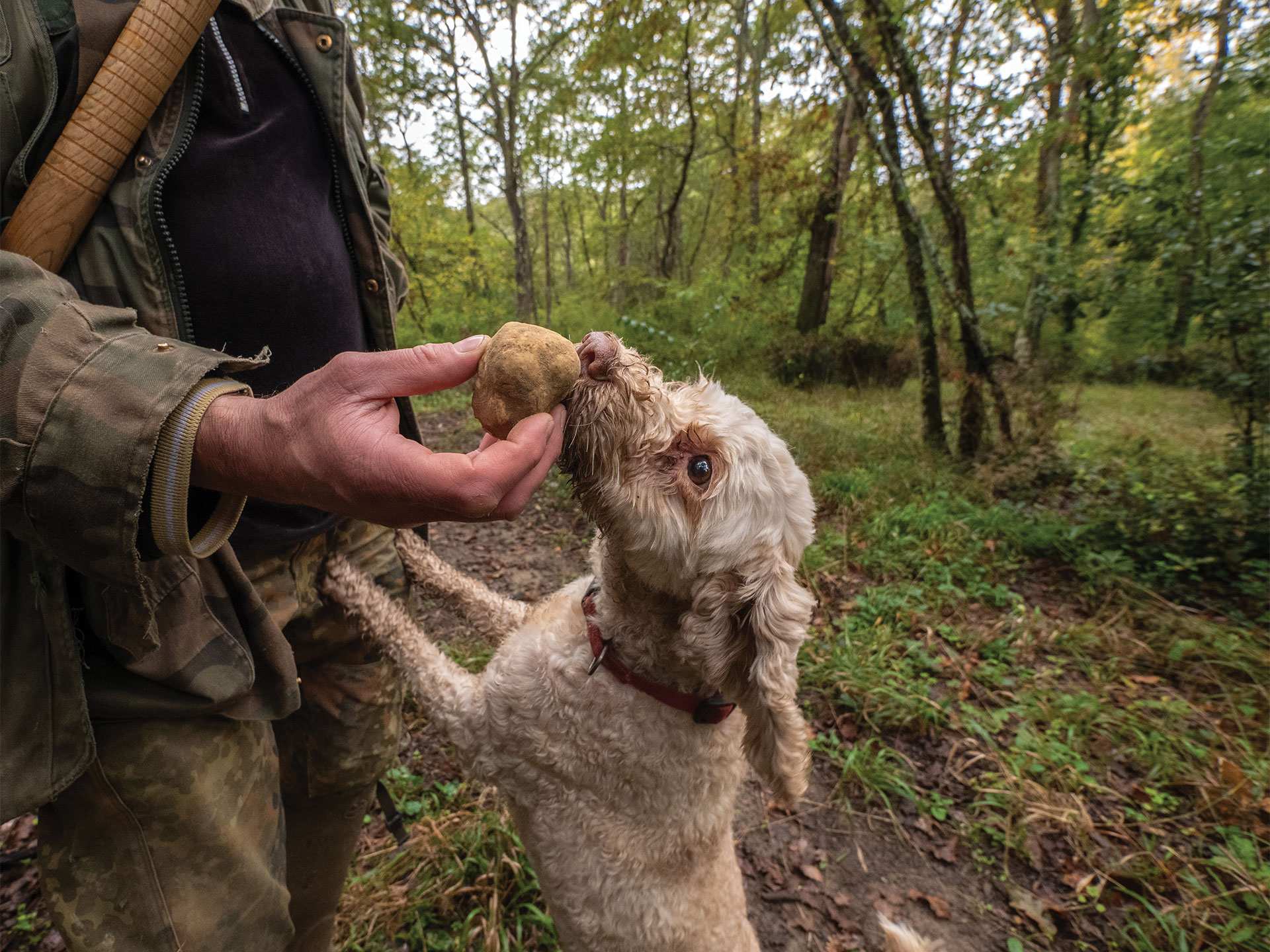 What are truffles | A hunting dog sniffs out white truffles