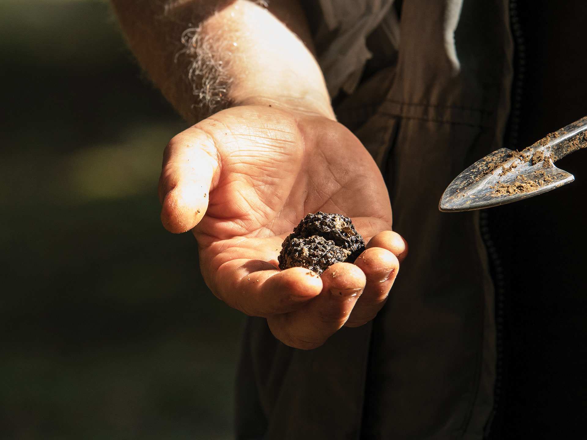 What are truffles | A black truffle pulled right from the earth