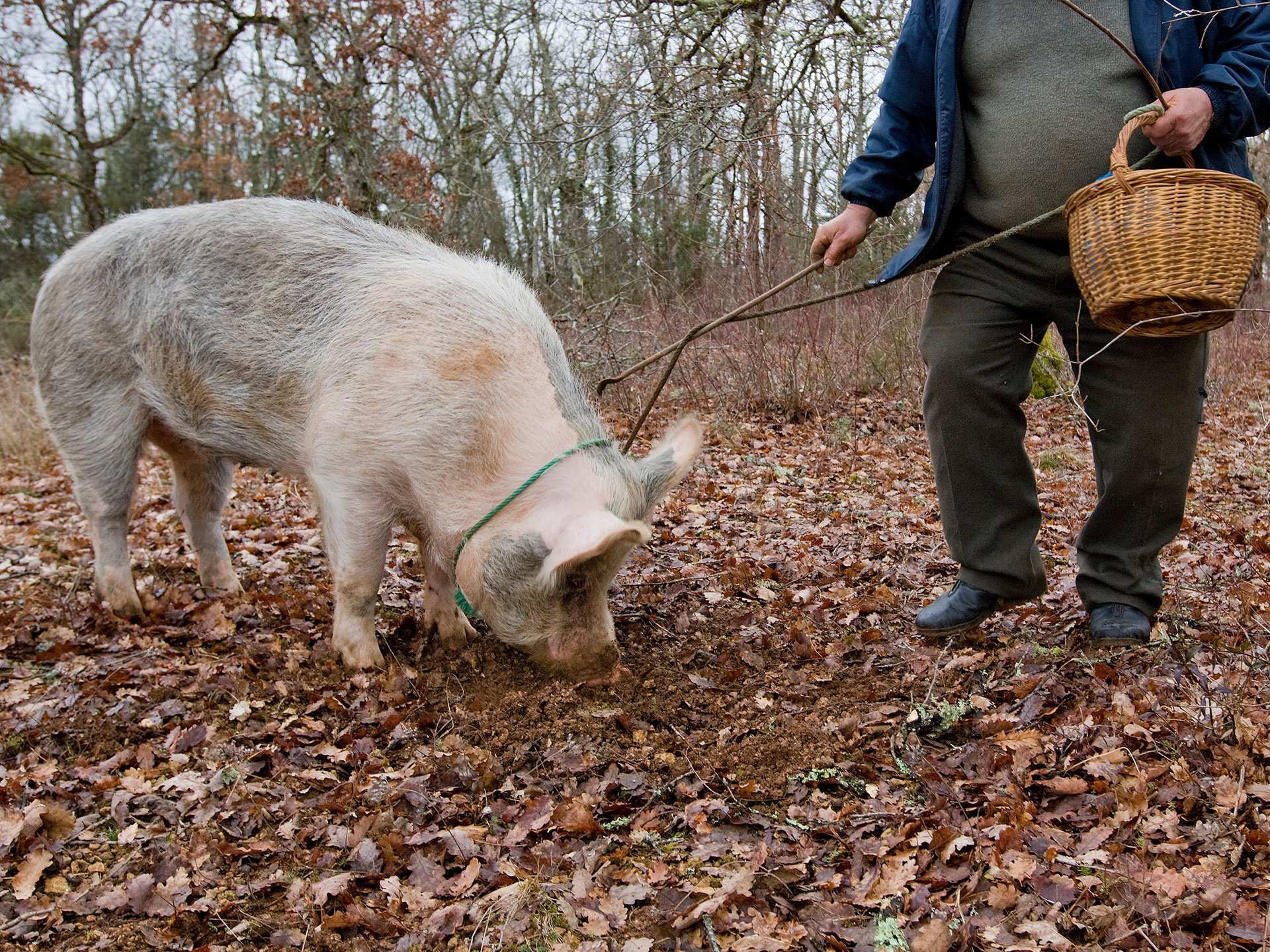 What are truffles | A truffle-sniffing pig