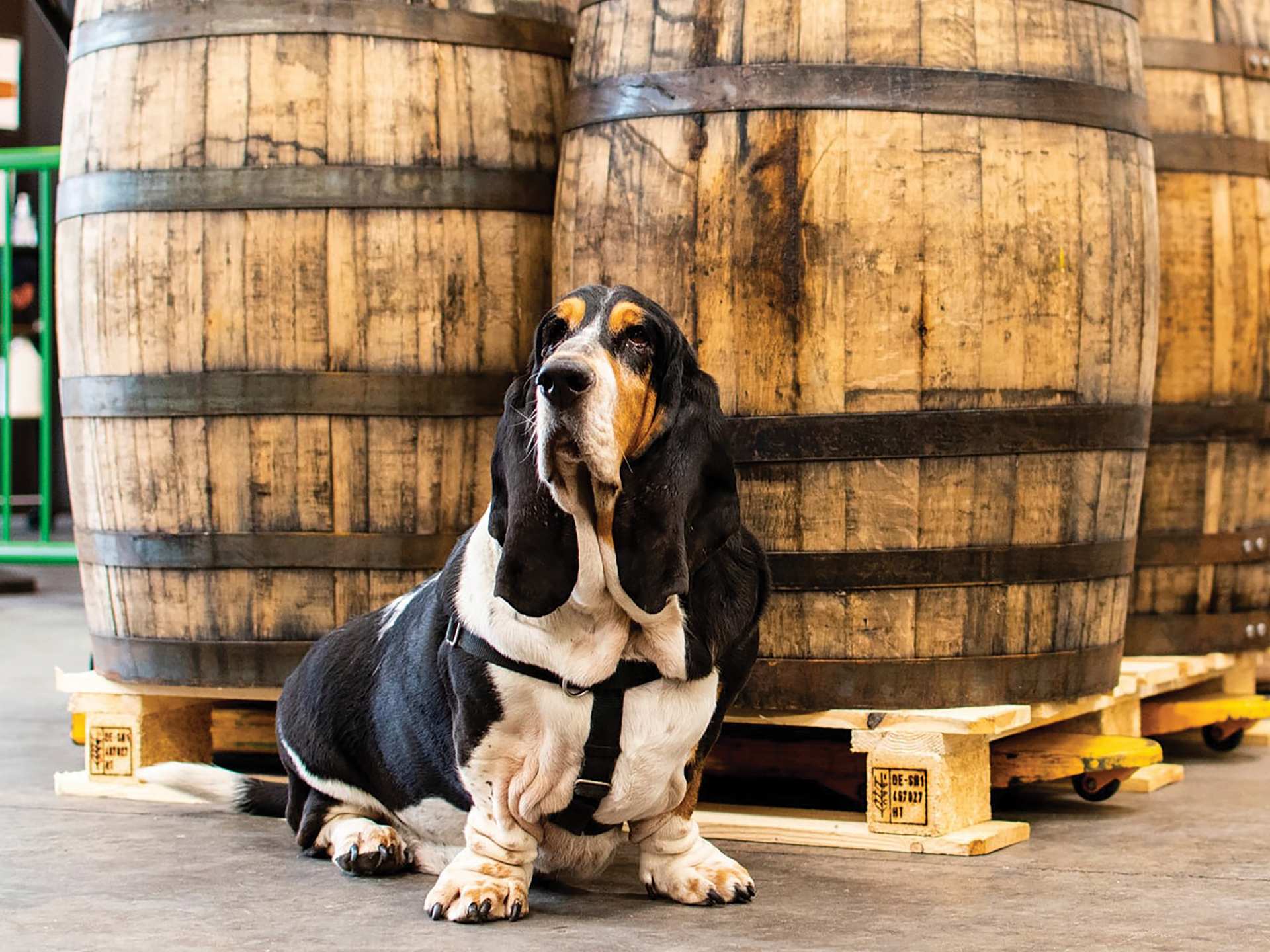 A dog in front of barrels at Left Field Brewery