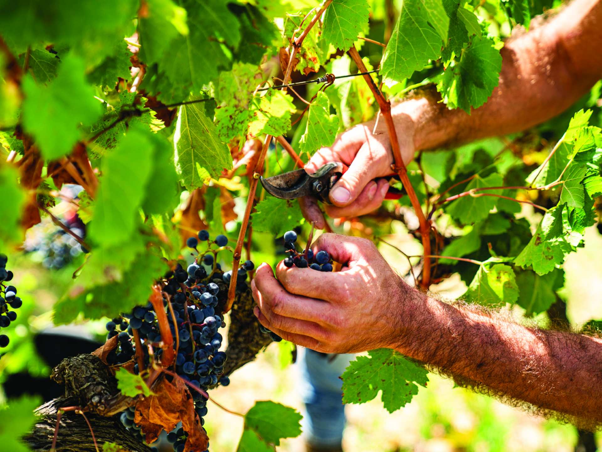Clipping red grapes in a Sicilian vineyard