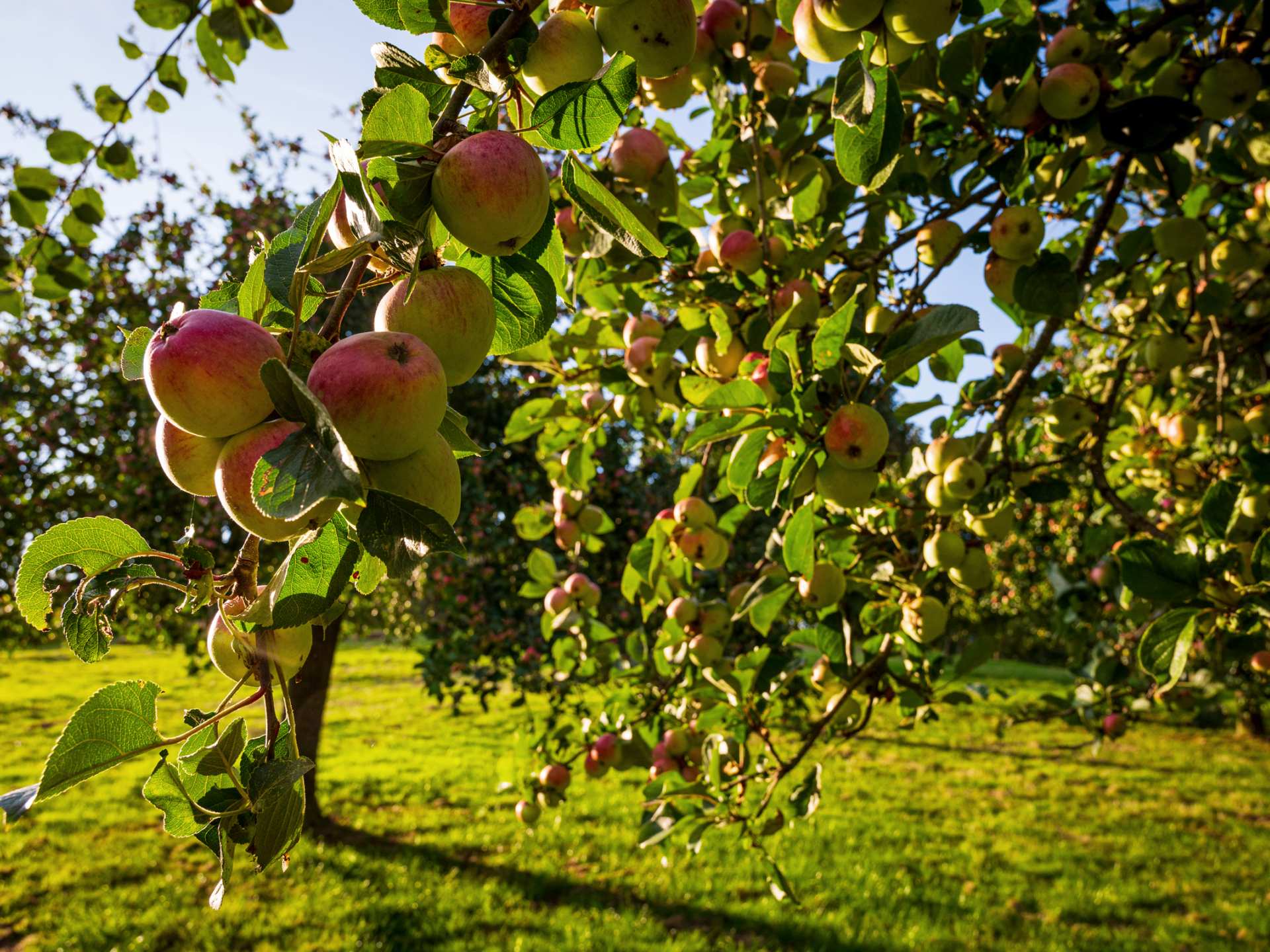 Glenfiddich The Orchard Experiment | The Somerset Cider Brandy Company's apple orchard