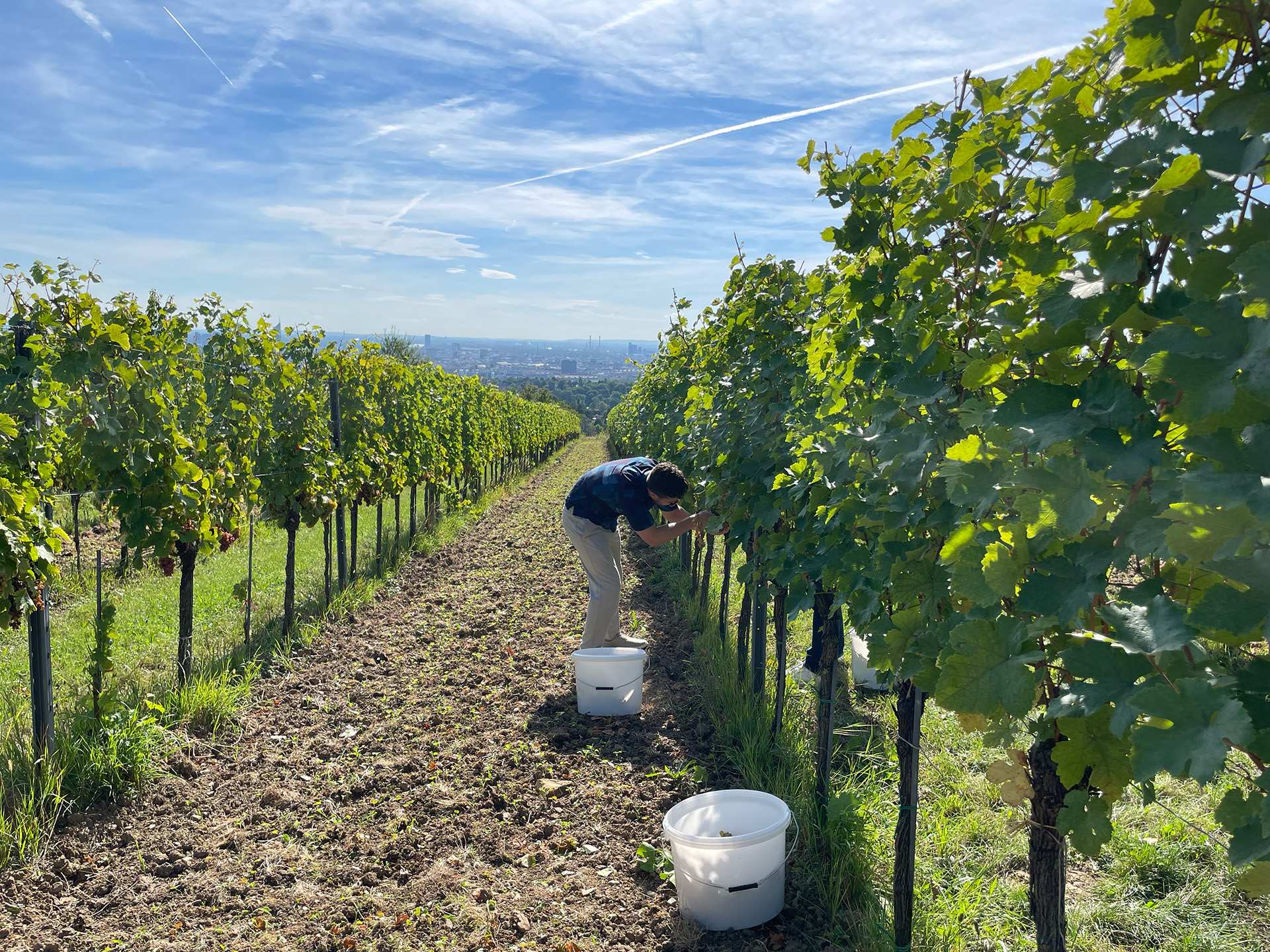 Hunter Gutman harvesting grapes in Vienna