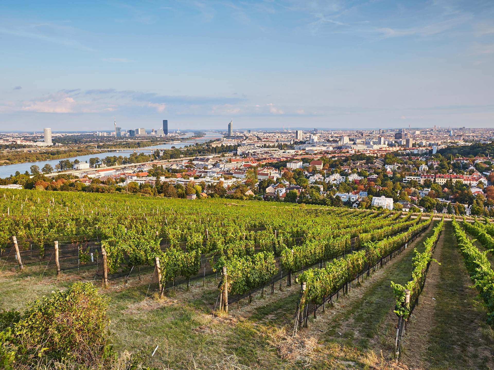 Viennese vineyards with the city in the background