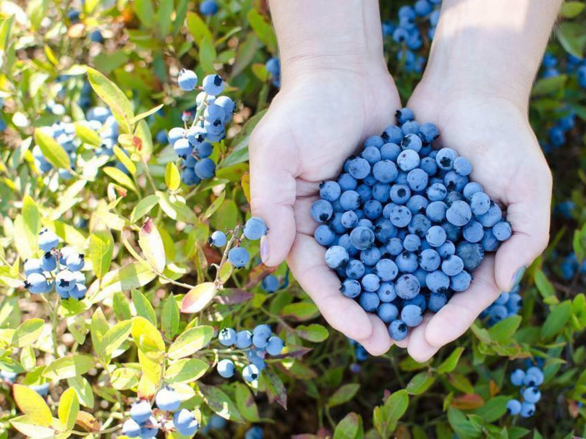 Blueberries