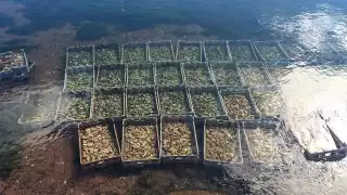 An oyster farm on PEI