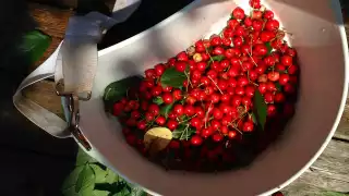 UrbanHarvesting-Feature