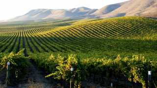 jackson-family-wines-cambria-vineyard