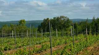Win a Weekend Getaway to Adamo Estate Winery