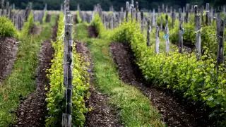 A Self-Guided Tour of Prince Edward County