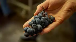 The Foreign Affair Winery